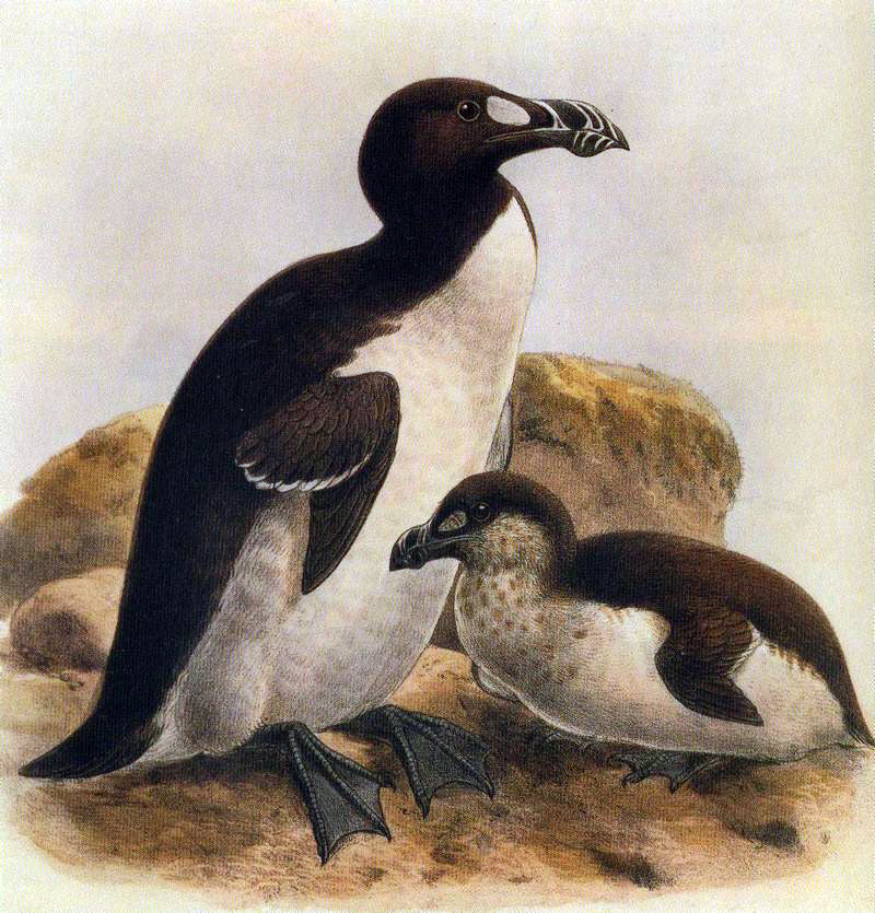 The last egg of the Great Auk