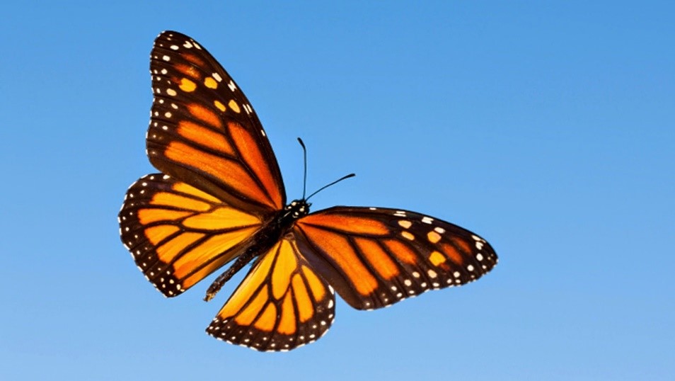 A Butterfly in the Pandemic